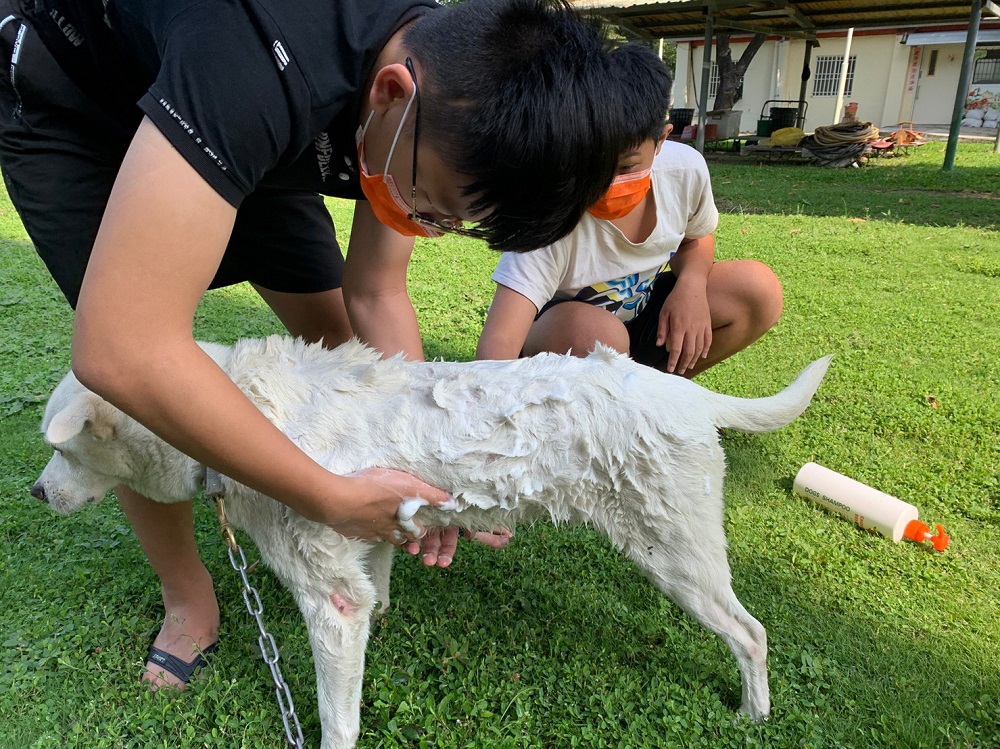 孩子們替園內愛犬洗澡：或許原生家庭沒有辦法好好地愛他，但在飛夢林的指導下，他們開始懂得如何去愛、去幫助。