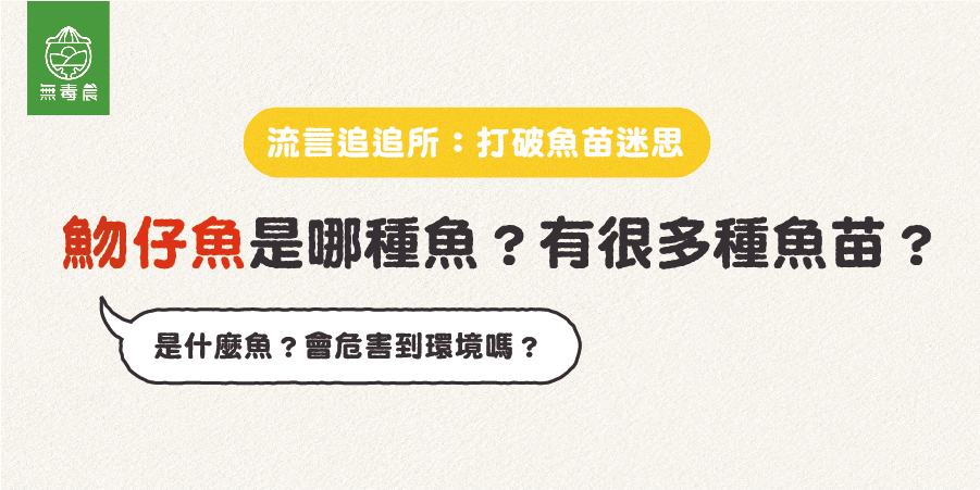 魩仔魚是什麼魚？有很多種魚苗？常見的三種魩仔魚！