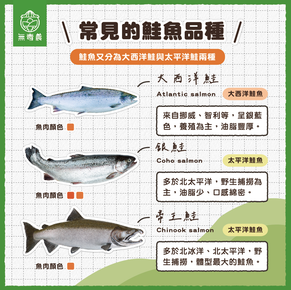 鮭魚 鮭魚品種 鮭魚料理 鮭魚營養 鮭魚知識 鮭魚挑選 鮭魚保存 鮭魚美食