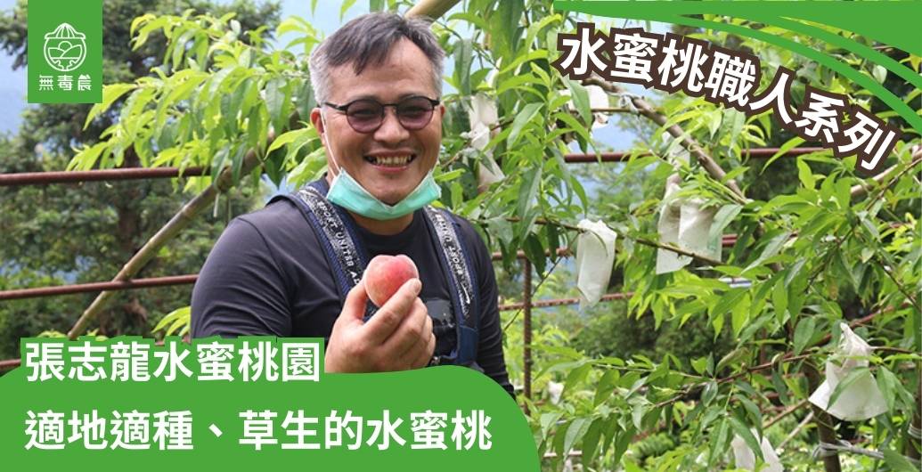 水蜜桃職人系列｜「張志龍水蜜桃園」適地適種、草生栽培的水蜜桃