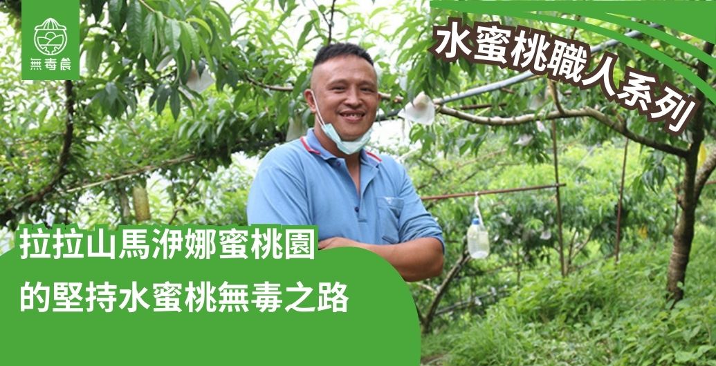 水蜜桃職人系列｜「拉拉山馬洢娜蜜桃園」的堅持水蜜桃無毒之路