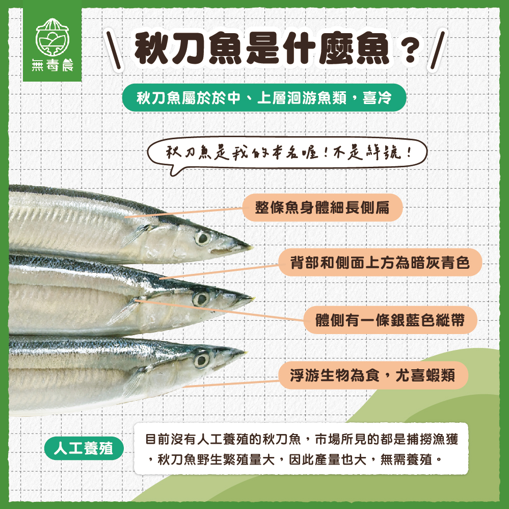 秋刀魚 秋刀魚特色 秋刀魚料理 秋刀魚優點 秋刀魚挑選 秋刀魚保存 秋刀魚苦味 秋刀魚內臟