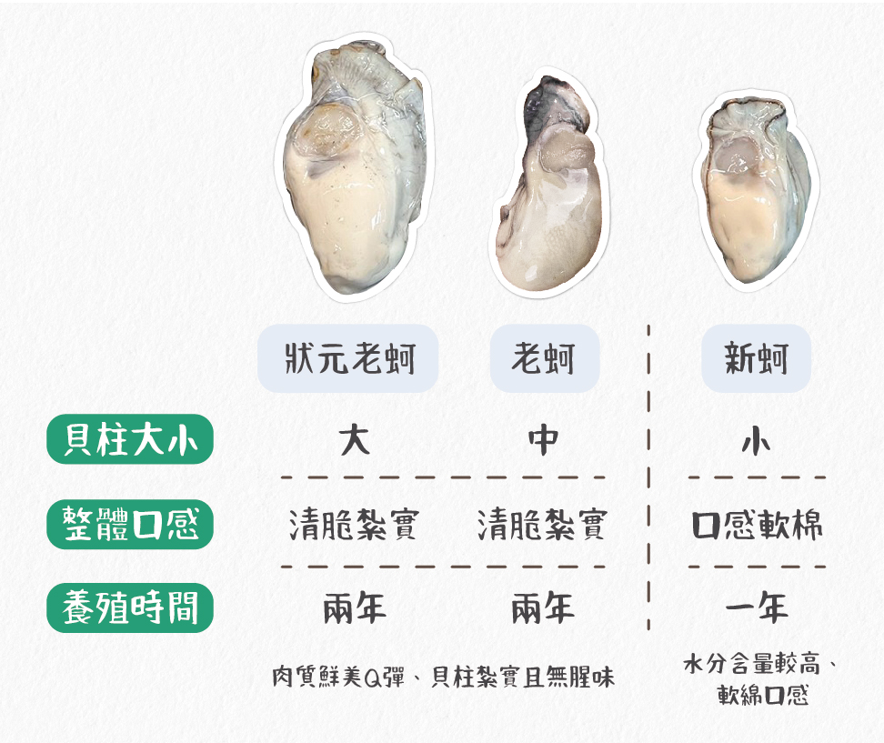 蚵仔 鮮蚵 老蚵 新蚵 貝柱 干貝 口感 養殖蚵 狀元蚵 蚵仔