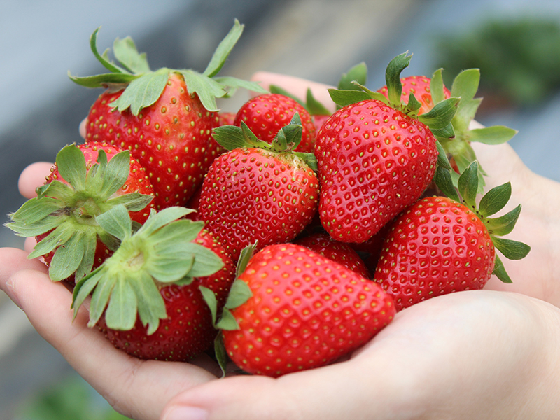 【草莓預購必讀】完熟草莓不耐久存！從產地到餐桌，一篇看懂草莓預購的3大關鍵