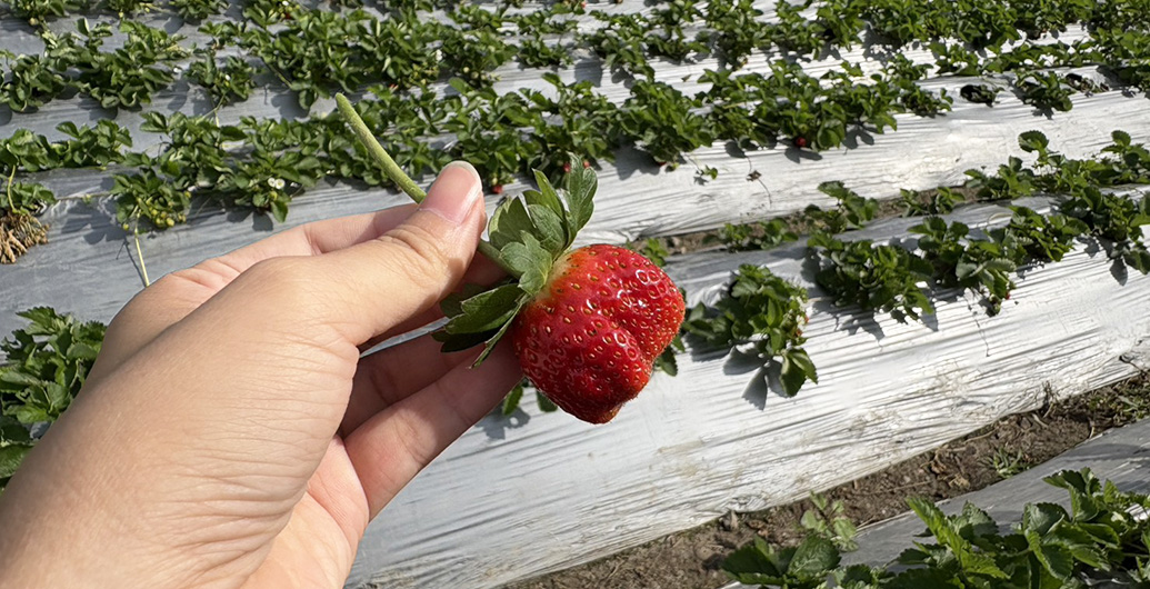莓那麼簡單　颱風過後的草莓產地拜訪