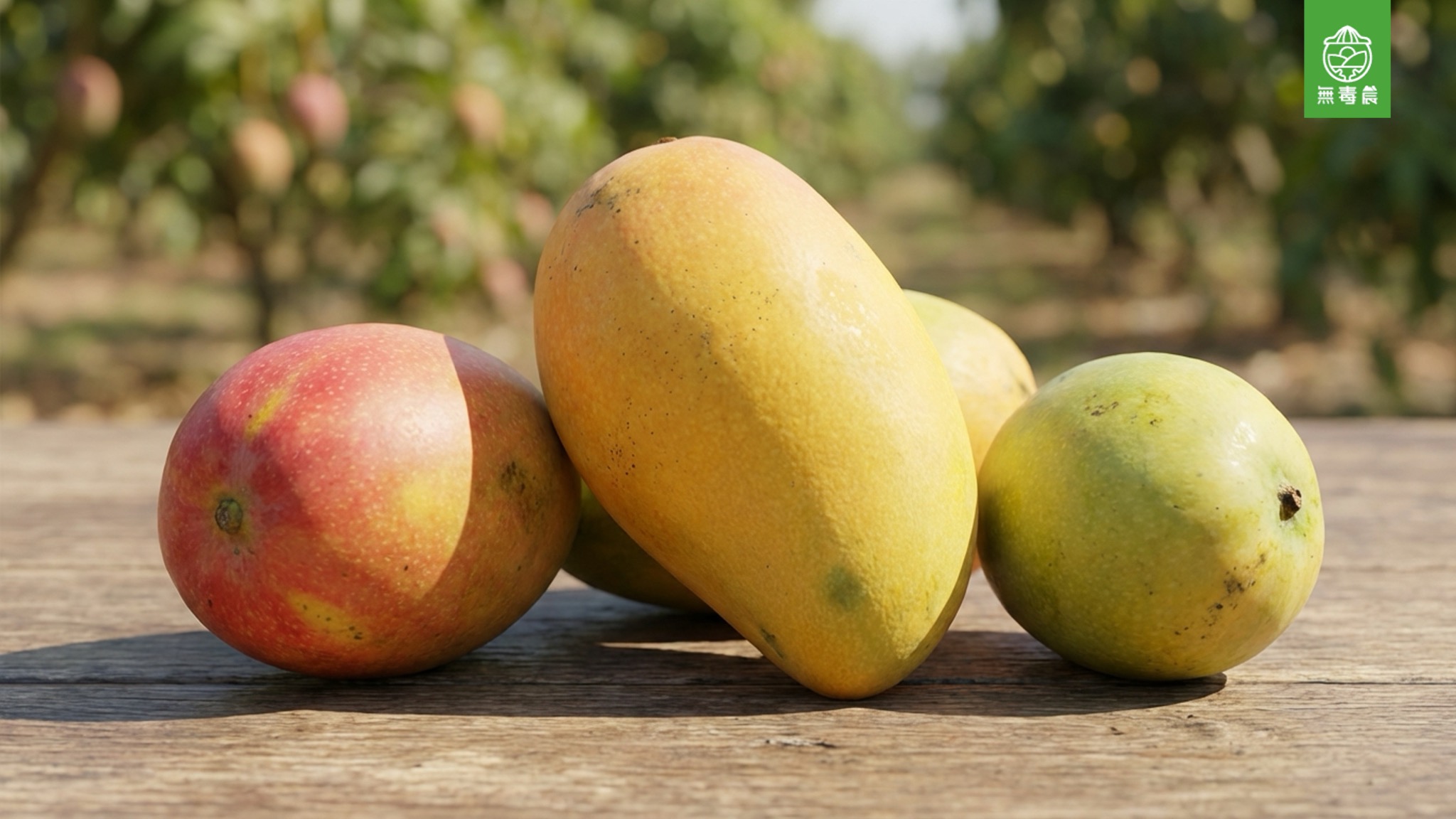 台灣芒果產地、品種、特色完整指南　20+　品種、產季、營養、挑選全攻略