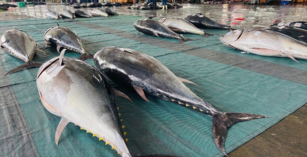 台灣黑鮪魚完整指南：產地、特色、各部位一次看懂