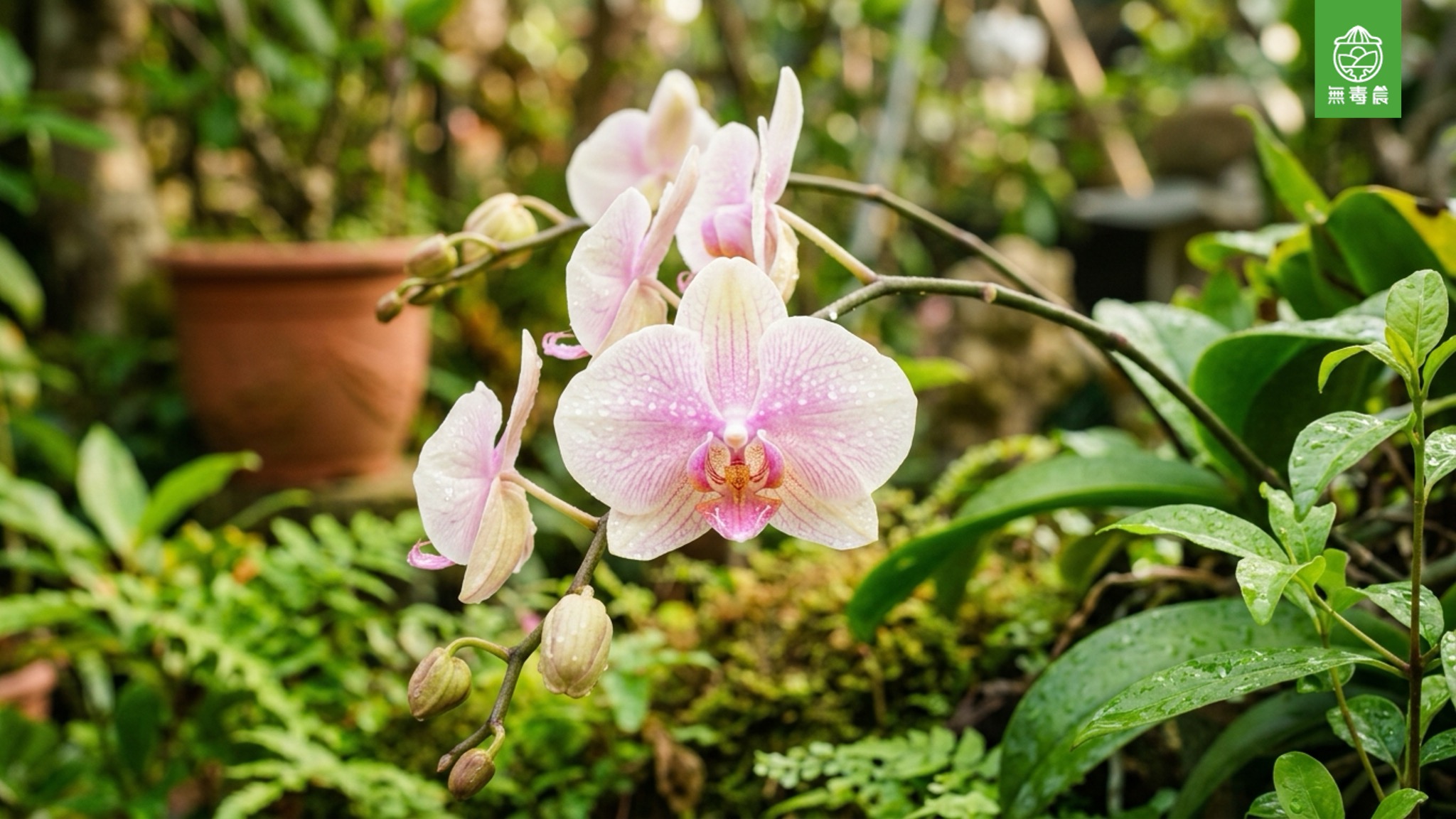 台灣蘭花草完全指南：蘭花王國的故事、三大品種、養蘭秘訣與文化意涵