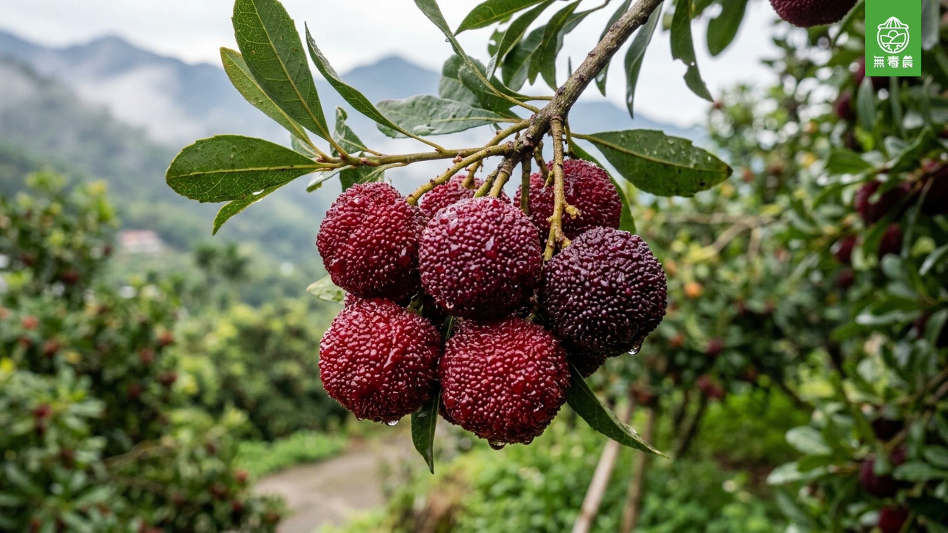 台灣楊梅完全攻略：產季、品種、產地、挑選方式與料理食譜一次看懂