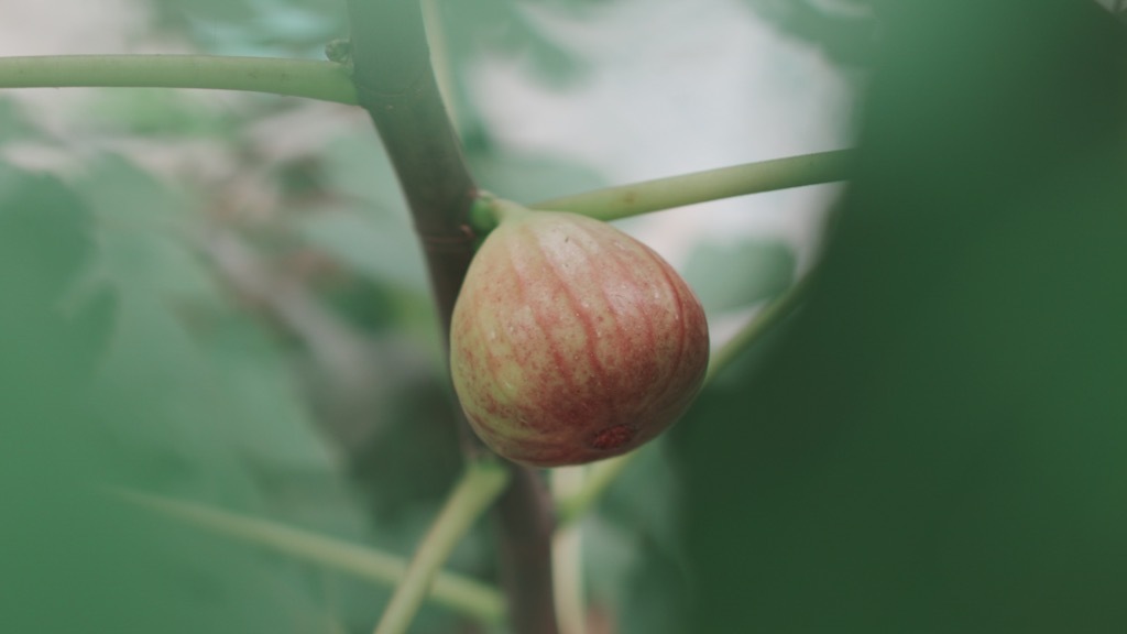 南投名間吳清標的無花果｜從陶藝到果園，逸峰分享一顆果子的細心照顧