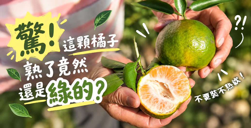 驚！這顆橘子熟了竟然還是綠的？青皮椪柑不是沒熟，一篇看懂