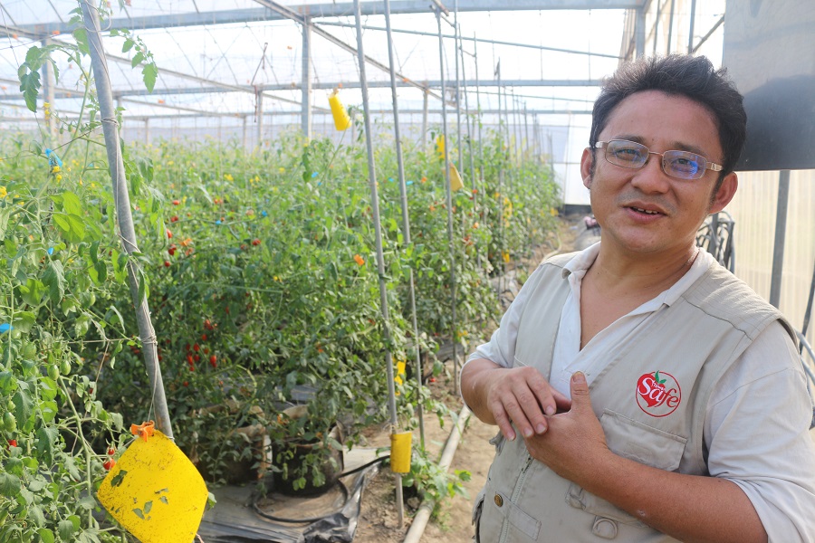 無毒玉女小蕃茄