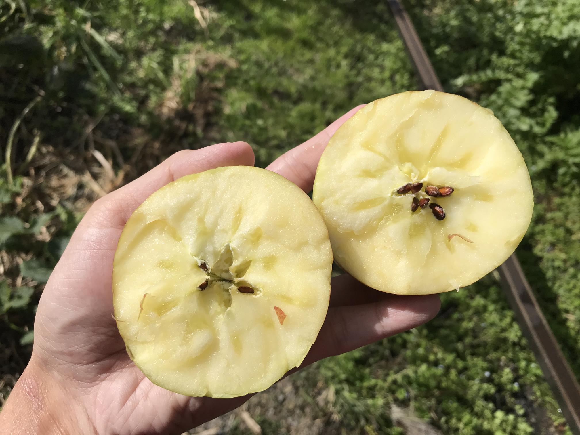 蜜蘋果,蘋果,碧綠農場,無毒水果,紅蘋果,蜜腺,結蜜,無毒農,水果,水果禮盒,送禮,自然農法,大禹嶺