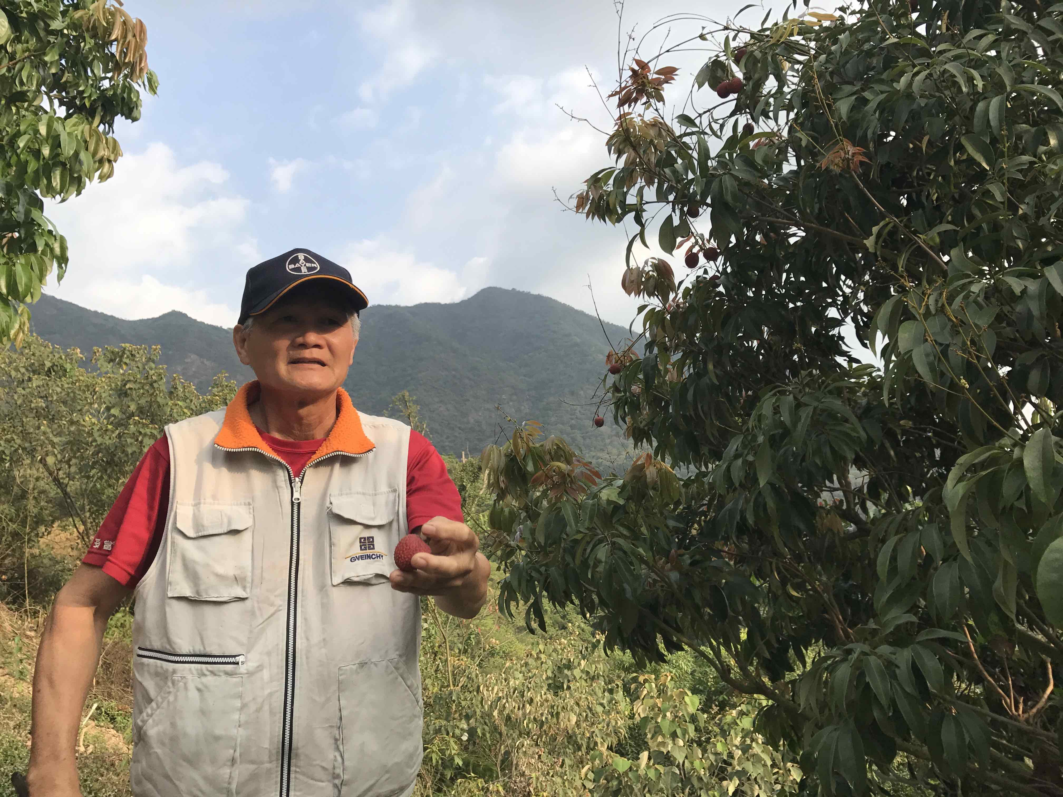 豔荔,荔枝,鄭班長,產地