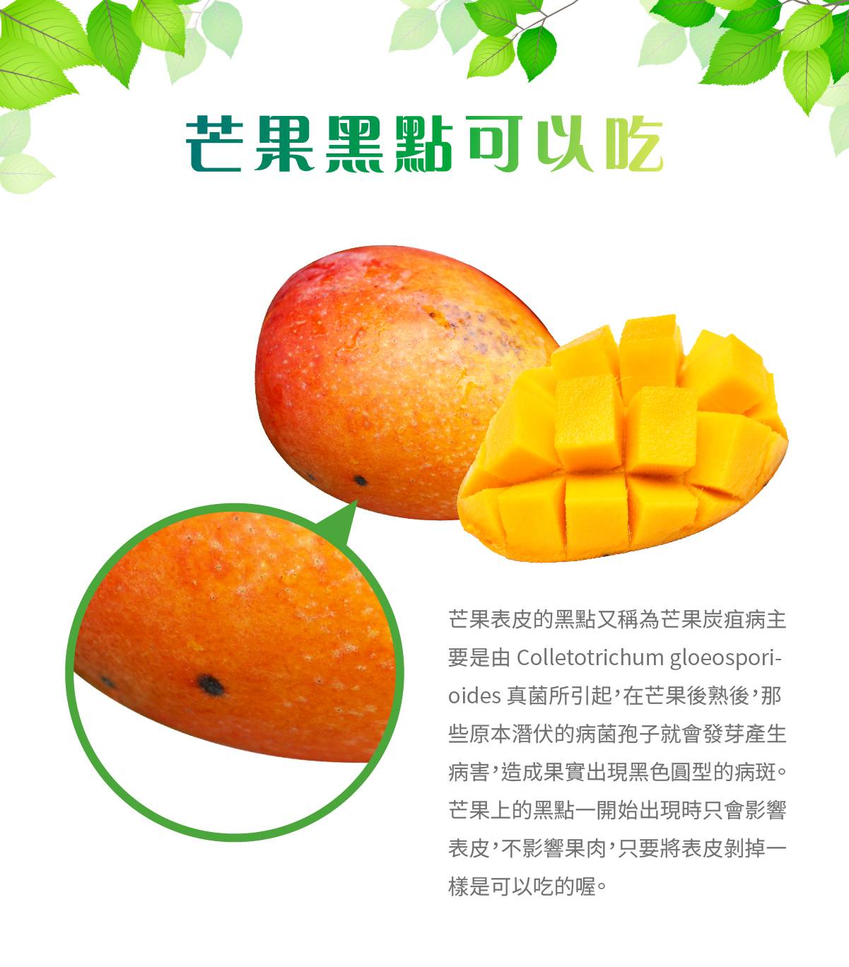 芒果,芒果有黑點,炭疽病