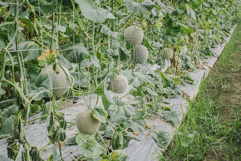 雲林台霖農場一株一果：高品質洋香瓜