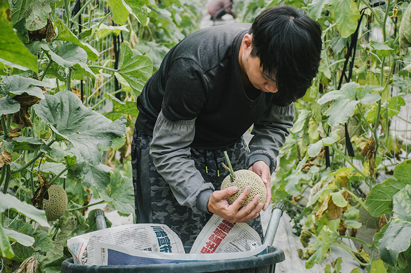 雲林台霖農場一株一果：高品質洋香瓜