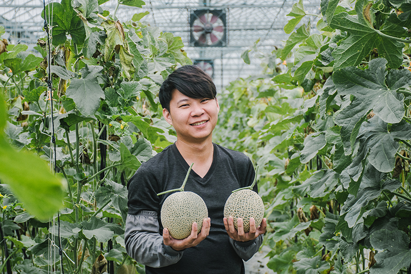 雲林台霖農場一株一果：高品質洋香瓜