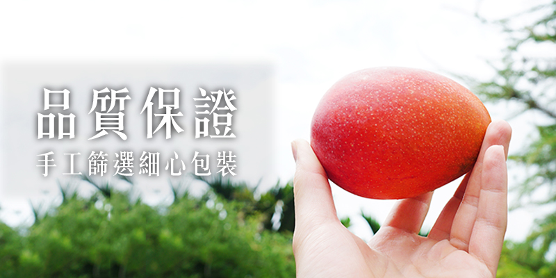 芒果 無毒農 知果堂 愛文 金煌 貴妃 水蜜桃 烏香 夏雪
