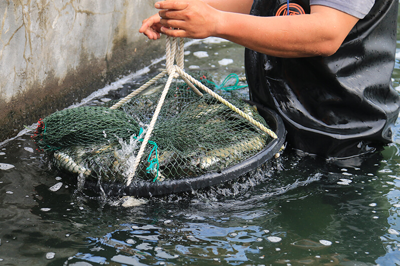 香魚 魚網購 爆卵香魚 悠活農村 台灣好農 宜蘭香魚