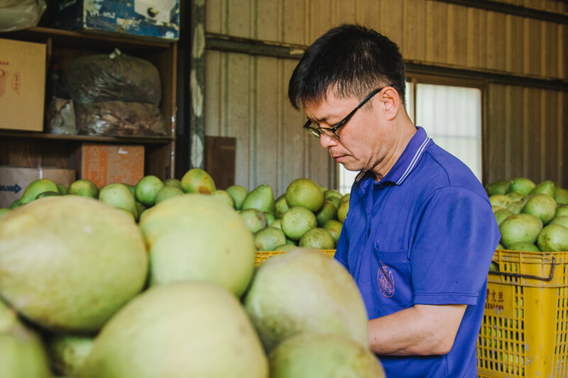 無毒農 友善環境 天柚果園 小農 文旦 老欉 柚子 麻豆 台南 紅文旦 白柚 無毒 有機 安心 水果