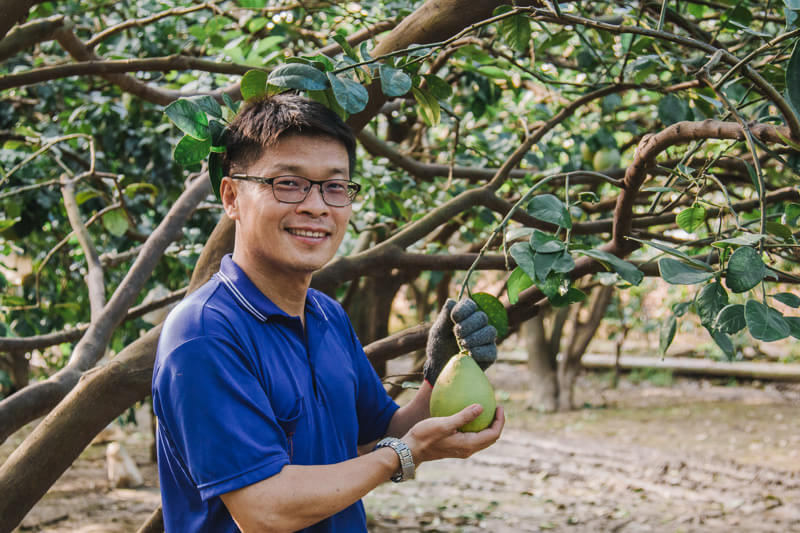 無毒農 友善環境 天柚果園 小農 文旦 老欉 柚子 麻豆 台南 紅文旦 白柚 無毒 有機 安心 水果