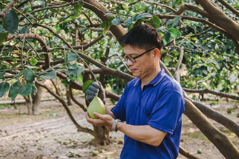 無毒農 友善環境 天柚果園 小農 文旦 老欉 柚子 麻豆 台南 紅文旦 白柚 無毒 有機 安心 水果