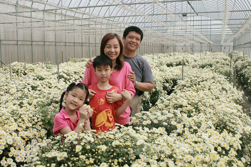 有機杭菊 台南 銅鑼 杭菊茶 溫暖 養生 暖身 冬天 大埔有機