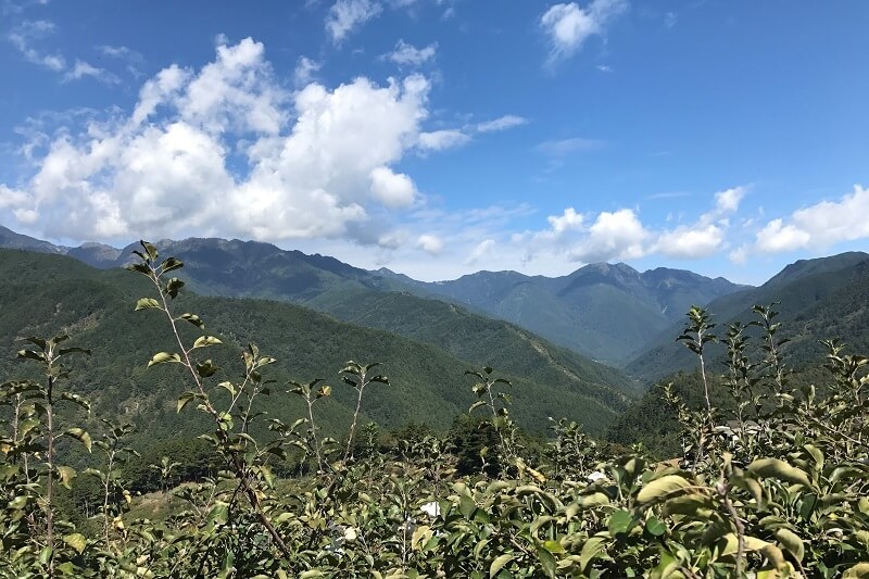 梨山 蜜蘋果 福壽山