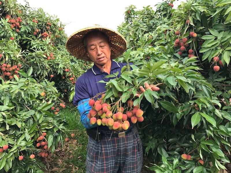 高雄大樹許家荔枝園出產，保證大小「外銷等級」的剪枝玉荷包只在無毒農！每顆玉荷包都是經過多道洗選、低溫預冷保存，果粒晶瑩剔透，吃起來甜中帶微酸，果肉軟中帶脆！一口咬下，玉荷包甜美的汁液與果香在口中綻放，今年無毒農要將這最真誠的厚禮送進您的心坎