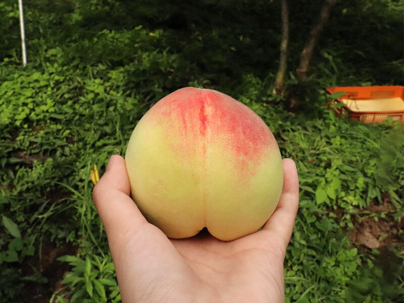 說到炎炎夏日必吃的水果，怎能不想到正宗的高山水蜜桃？！竹尖石鄉的泰崗部落有著一群年紀與我們相仿的青農，約莫25~30歲左右，所以鼓勵他們成立自己的品牌，也是希望大家能讓更多人認識到泰崗部落的水蜜桃。隨著水蜜桃的種植，部落的年輕人回來了，孩子們一年中最期待的就是這短短一兩個月的水蜜桃季。恩賜農場種植水蜜桃已有30年以上的經驗，每天凌晨五點開始採收，避免太陽把果子曬熱了影響品質。果園的日照非常充足，讓恩賜農場的水蜜桃飽滿多汁且田度足夠。