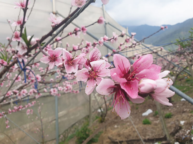 水蜜桃,桃花,梨山水蜜桃
