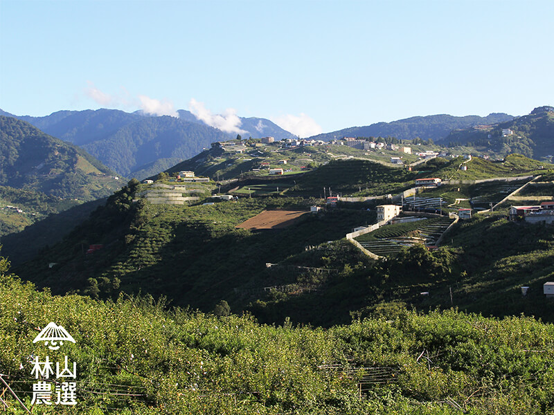 林山果原