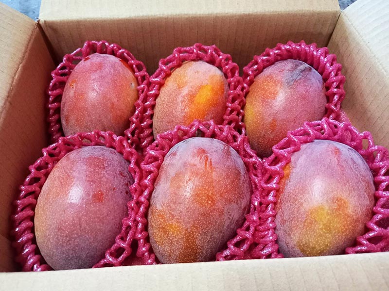 愛文芒果,芒果,台南芒果,頭等獎,冠軍,愛文冠軍,國際芒果節,台南,小農,無毒農