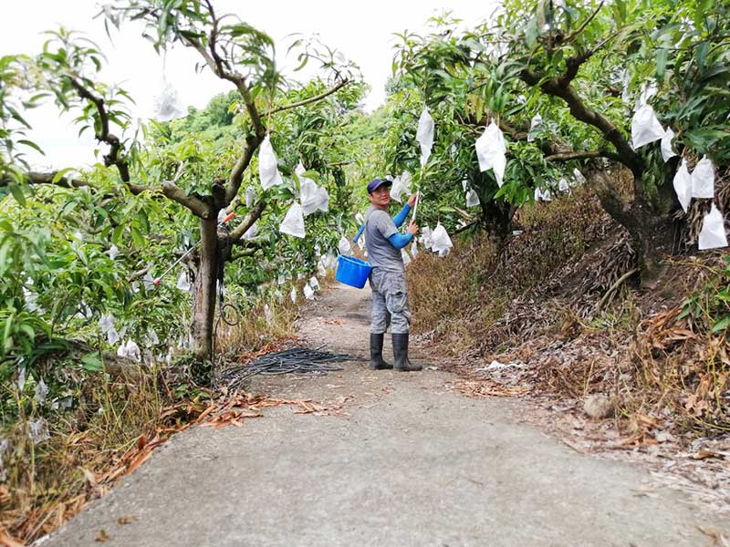 愛文芒果,芒果,台南芒果,頭等獎,冠軍,愛文冠軍,國際芒果節,台南,小農,無毒農