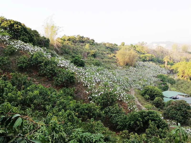 愛文芒果,芒果,台南芒果,頭等獎,冠軍,愛文冠軍,國際芒果節,台南,小農,無毒農