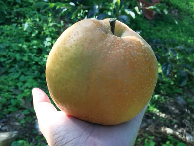蜜梨,梨山水果