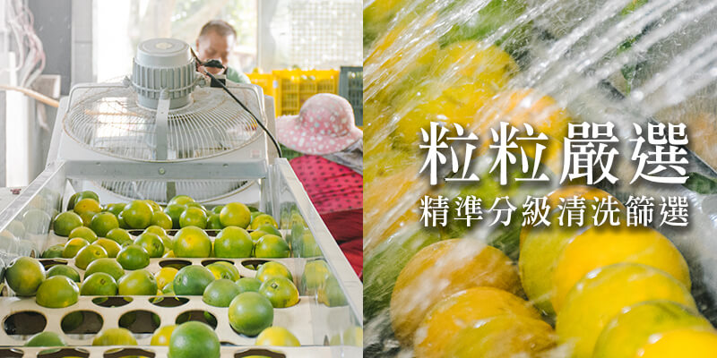 柳丁清洗分級