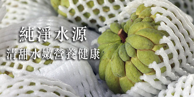 大目釋迦,台東知本