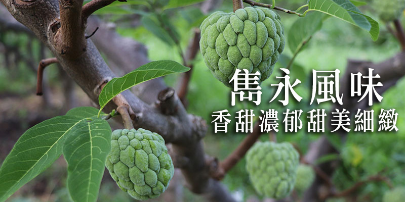 大目釋迦,台東知本