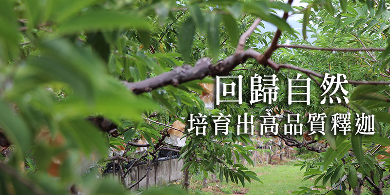 大目釋迦,台東知本