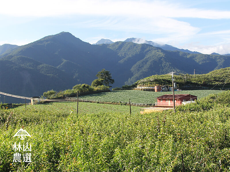 林山果原