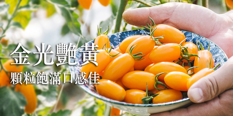 無毒農,番茄,小番茄,玉女,金瑩,橙蜜香,無毒,健康,緣田香,美濃,台灣好農,知果堂,SUPERBUY,悠活農村