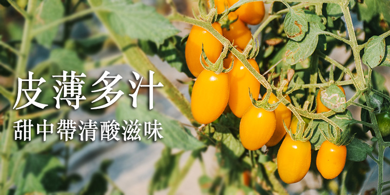 無毒農,番茄,小番茄,玉女,金瑩,橙蜜香,無毒,健康,緣田香,美濃,台灣好農,知果堂,SUPERBUY,悠活農村