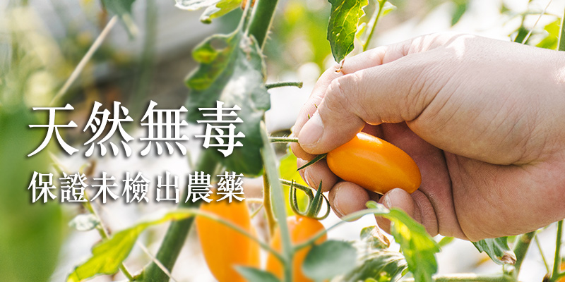 無毒農,番茄,小番茄,玉女,金瑩,橙蜜香,無毒,健康,緣田香,美濃,台灣好農,知果堂,SUPERBUY,悠活農村