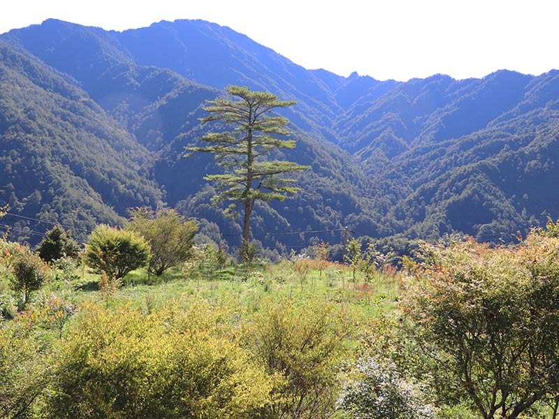 蘋果,蜜蘋果,無毒農,大禹嶺,結蜜,蜜腺,小農