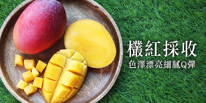 欉紅採收愛文芒果