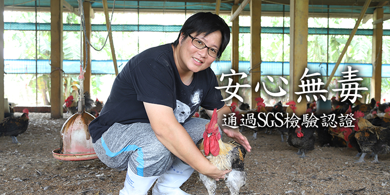 農場晃晃亞麻籽放牧雞