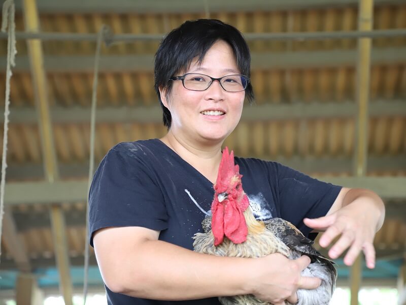 農場晃晃亞麻籽放牧雞