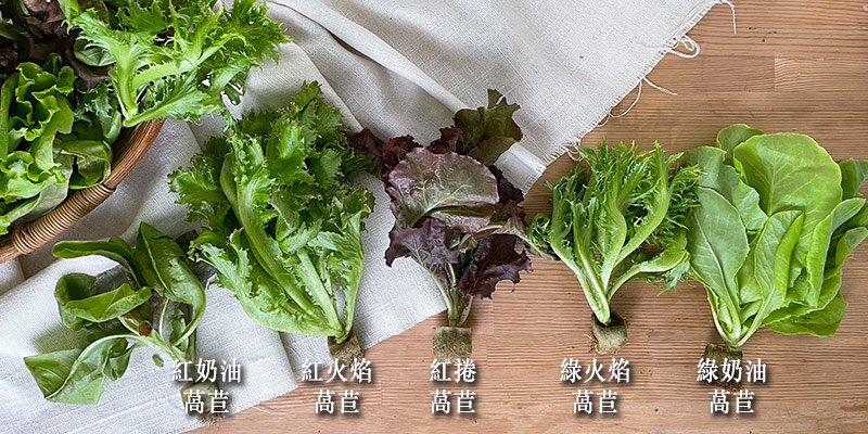 綜合生菜箱 綜合生菜箱